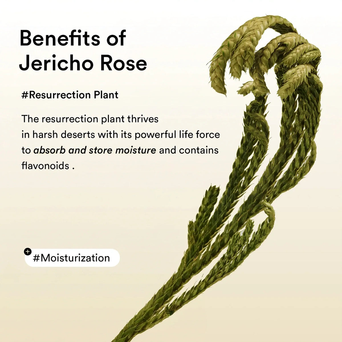 Abib - Collagen Eye Patch Jericho Rose Jelly gallery image 4